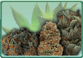shop cannabis flower button